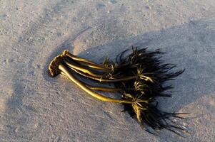grumo di sradicato alga marina posa su sabbia spiaggia foto
