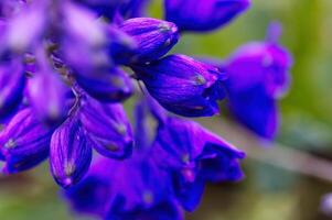 stretto tiro di un' grappolo di blu e viola fiori foto
