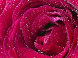 avvicinamento di rosso rosa petali con acqua gocce foto