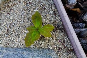 piccolo veleno quercia pianta in crescita nel giardino sentiero foto