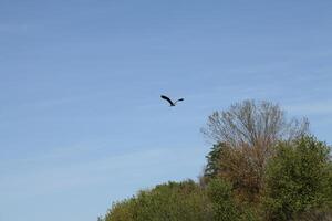 grande gru uccello nel volo blu cielo foto