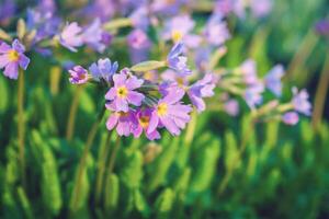 occhio di uccello primula viola fiori nel primavera - primula farinosa foto