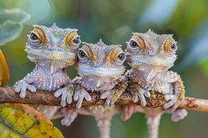 ai generato camaleonte bambino gruppo di animali sospeso su su un' ramo, carino, sorridente, adorabile foto