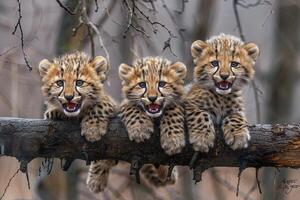 ai generato ghepardo bambino gruppo di animali sospeso su su un' ramo, carino, sorridente, adorabile foto