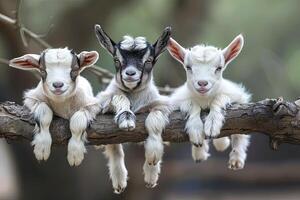 ai generato capra bambino gruppo di animali sospeso su su un' ramo, carino, sorridente, adorabile foto