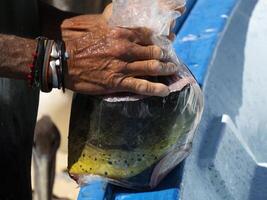 mahi mahi dorado pesce su pescatore pulizia tavolo baja California sur Messico foto