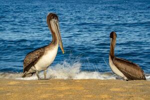 pellicani e cormorano e uccelli colonia nel baja California sur Messico, magdalena baia foto