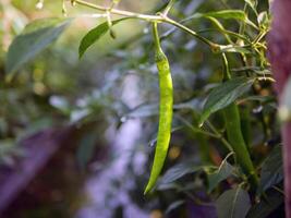 verde peperoncino nel il giardino, biologico verde peperoncino in crescita su peperoncino albero foto