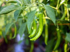 verde peperoncino nel il giardino, biologico verde peperoncino in crescita su peperoncino albero foto