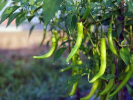 verde peperoncino nel il giardino, biologico verde peperoncino in crescita su peperoncino albero foto