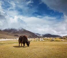 yak pascolo nel Himalaya foto