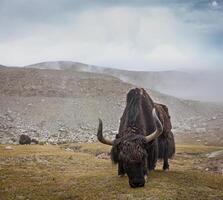 yak pascolo nel Himalaya foto