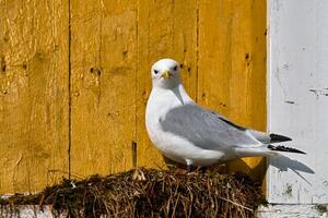 gabbiano uccello vicino su foto