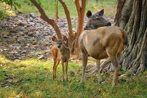 femmina blu Toro o nilgai asiatico antilope in piedi nel ranthambore nazionale parco, Rajasthan, India foto