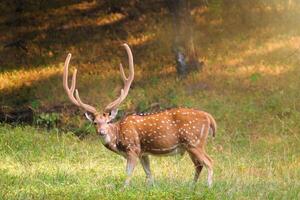 bellissimo maschio chital o macchiato cervo nel ranthambore nazionale parco, Rajasthan, India foto