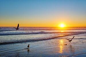 gabbiani su spiaggia atlantico oceano tramonto con in aumento onde a fonte da telha spiaggia, Portogallo foto