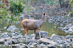 femmina blu Toro o nilgai asiatico antilope in piedi nel ranthambore nazionale parco, Rajasthan, India foto