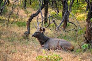 bellissimo maschio sambar Rusa unicolor cervo nel ranthambore nazionale parco, Rajasthan, India. foto