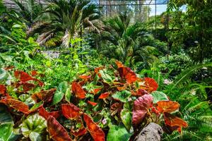 il freddo Casa estufa fria è un' serra con giardini, stagni, impianti e alberi nel Lisbona, Portogallo foto