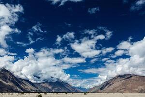 nubra valle nel himalaya. ladakh, India foto