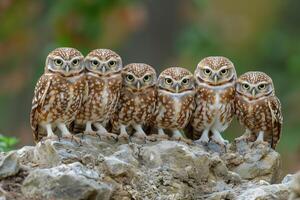 ai generato gruppo di scavando gufi athene cunicularia nel natura foto