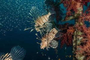 pesce leone nel mar rosso pesce colorato, eilat israele foto