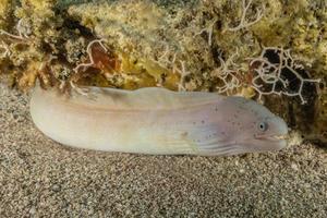 murena mooray lycodontis undulatus nel mar rosso, eilat israele foto