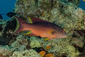 i pesci nuotano nel mar rosso, pesci colorati, eilat israele foto