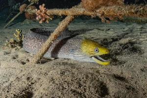 murena mooray lycodontis undulatus nel mar rosso, eilat israele foto