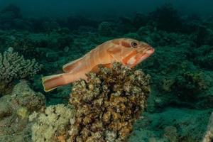 i pesci nuotano nel mar rosso, pesci colorati, eilat israele foto