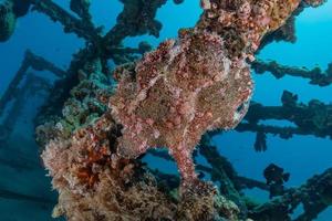 i pesci nuotano nel mar rosso, pesci colorati, eilat israele foto