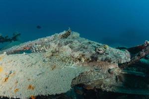 i pesci nuotano nel mar rosso, pesci colorati, eilat israele foto