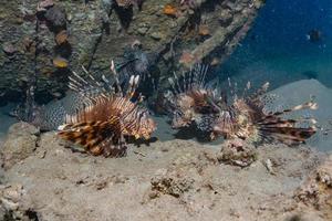 pesce leone nel mar rosso pesce colorato, eilat israele foto