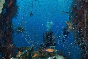 pesce leone nel mar rosso pesce colorato, eilat israele foto