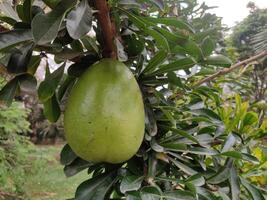 crescentia cujete, comunemente riferito per come il zucca albero, produce considerevole, il giro frutta quello trova frequente uso nel tradizionale mestieri e servire come versatile contenitori per un' moltitudine di scopi. foto