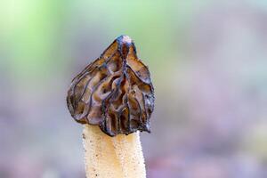 vicino su di un' spugnola fungo morchella semilibera contro luminosa sfondo foto