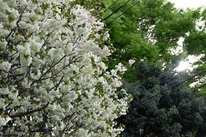 okon ciliegia fiori ondeggiante nel il vento nuvoloso giorno foto