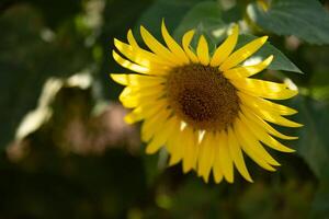 girasoli a il azienda agricola soleggiato giorno vicino su foto