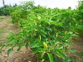 fresco chili impianti nel un' agricoltori verdura giardino nel Tailandia foto