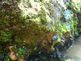 verde muschio su bagnato suolo vicino un' pozza d'acqua nel un frutteto foto