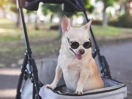 contento Marrone corto capelli chihuahua cane indossare occhiali da sole, in piedi nel animale domestico passeggino nel il parco. sorridente felicemente. foto