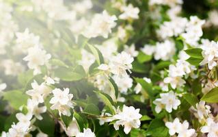 primavera naturale sfondo con fioritura gelsomino cespuglio e raggi di sole. luminosa soleggiato giorno. posto per il tuo testo. selettivo messa a fuoco. foto