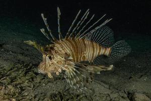 pesce leone nel mar rosso pesce colorato, eilat israele foto