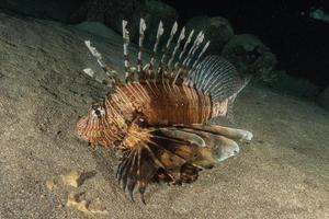 pesce leone nel mar rosso pesce colorato, eilat israele foto