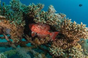 i pesci nuotano nel mar rosso, pesci colorati, eilat israele foto