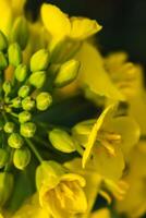 colza fiore nel un' campo a primavera, colza, brassica napus foto