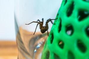 interno tegenario ragno, nel un' bicchiere vaso e un' corallo struttura nel un' Casa, tegenaria, arachnida foto