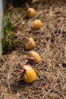 semina patate su il terra su pacciame, tubero germinare, Solanum tuberosa foto