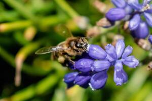 ape raccolta polline su un' uva giacinto nel un' giardino a primavera, muscari armeniacum foto