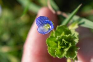 veronica persica o uccelli occhio veronica fiore a primavera siamo piccolo luminosa blu fiore foto